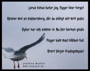 Dikten "Larus canus" skriven med svart text på en bild av en himmel med en fiskmås i nedre vänstra hörnet. Svart inramning.
Larus Canus heter jag, flyger över torget
Spanar mot en papperskorg, där du slängt allt mitt godis
Dyker ner och samlar in. Nu blir barnen glada
Flyger hem med näbben full
Snart börjar fredagsmyset
Skriven av: Josefine Axefall
www.studiyos.se