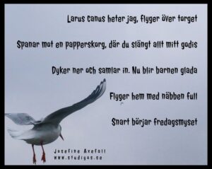 Dikten "Larus canus" skriven med svart text på en bild av en himmel med en fiskmås i nedre vänstra hörnet. Svart inramning.

Larus Canus heter jag, flyger över torget
Spanar mot en papperskorg, där du slängt allt mitt godis
Dyker ner och samlar in. Nu blir barnen glada
Flyger hem med näbben full
Snart börjar fredagsmyset

Skriven av: Josefine Axefall
www.studiyos.se 